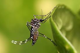 Alagamentos podem provocar novos casos de dengue no Rio Grande do Sul