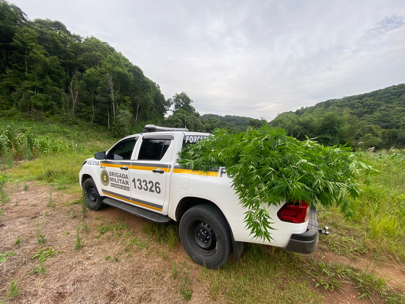 BRIGADA MILITAR APREENDE MAIS DE 140 PÉS DE MACONHA EM FAGUNDES VARELA-RS, E, APREENDE MAIS DUAS ARMAS DE FOGO EM INTERVALO DE UMA HORA