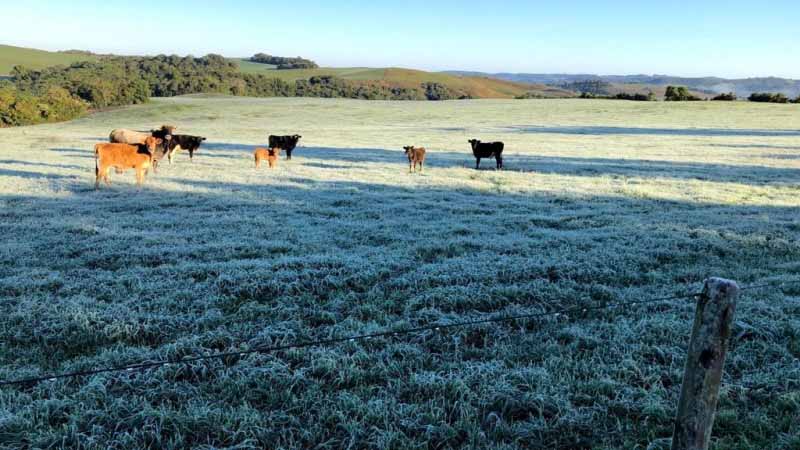 Prepare-se! Frio intenso na próxima semana: ar polar traz risco de geada abrangente e modelos mostram chance de neve