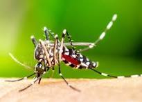 Dengue: Bento Gonçalves registra 173 casos da doença em 2024